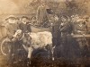 Auctioneer Alfred Preston, Bridge Street Sale Yard, 1917